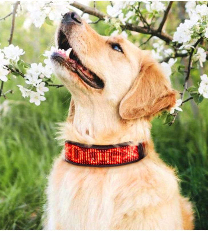 Collier lumineux chien - StunningLumos™