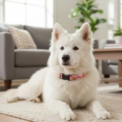 Collier Chien - BeautyDog™ - Ma Promenade avec Toutou
