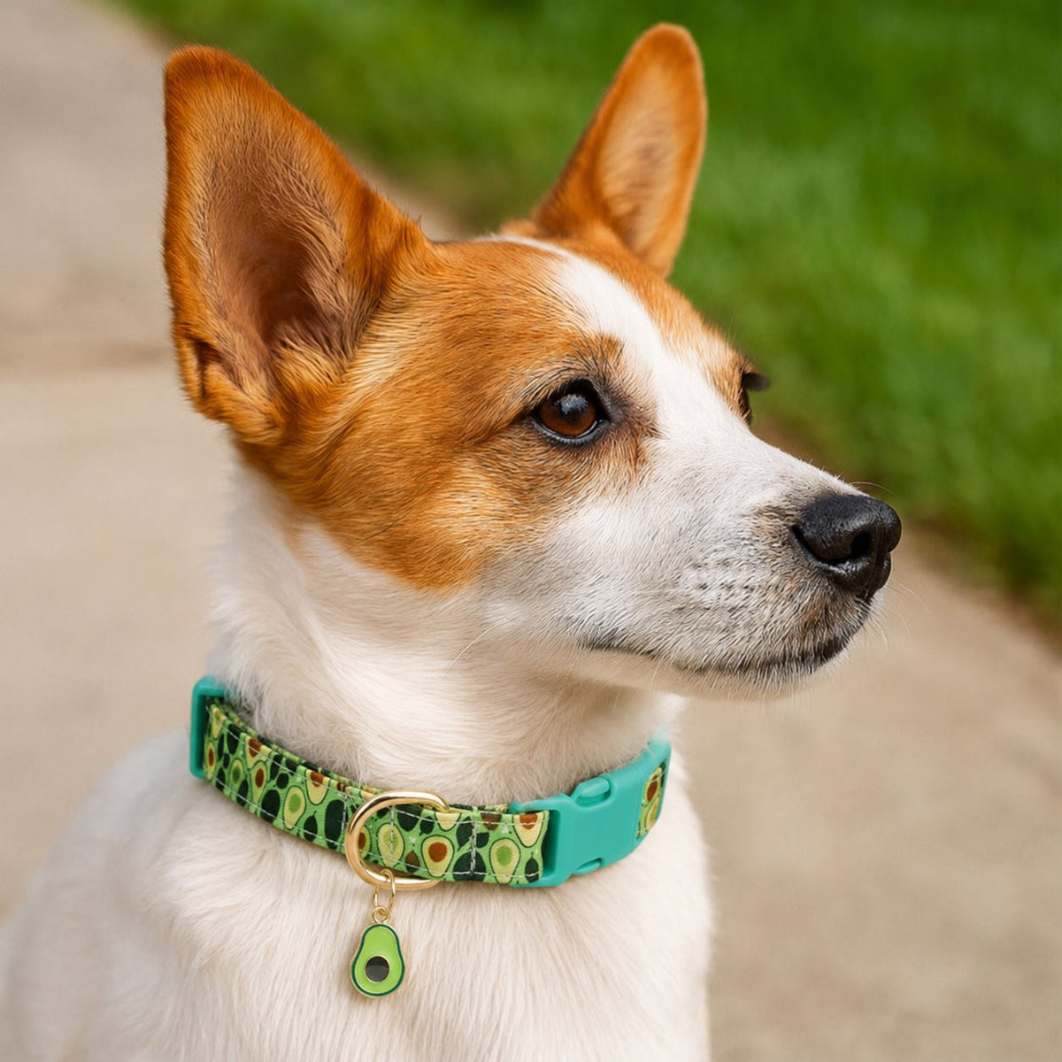 Collier chien - CuttieFrutti™ - Ma Promenade avec Toutou