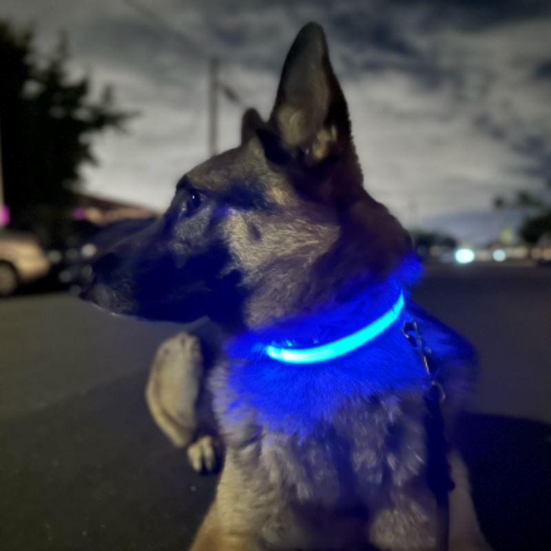 Collier Chien - LEDCollarDog™ - Bleu - Ma Promenade avec Toutou