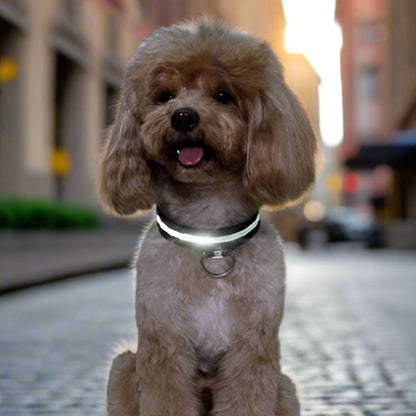 Collier Chien - LEDCollarDog™ - Noir - Ma Promenade avec Toutou