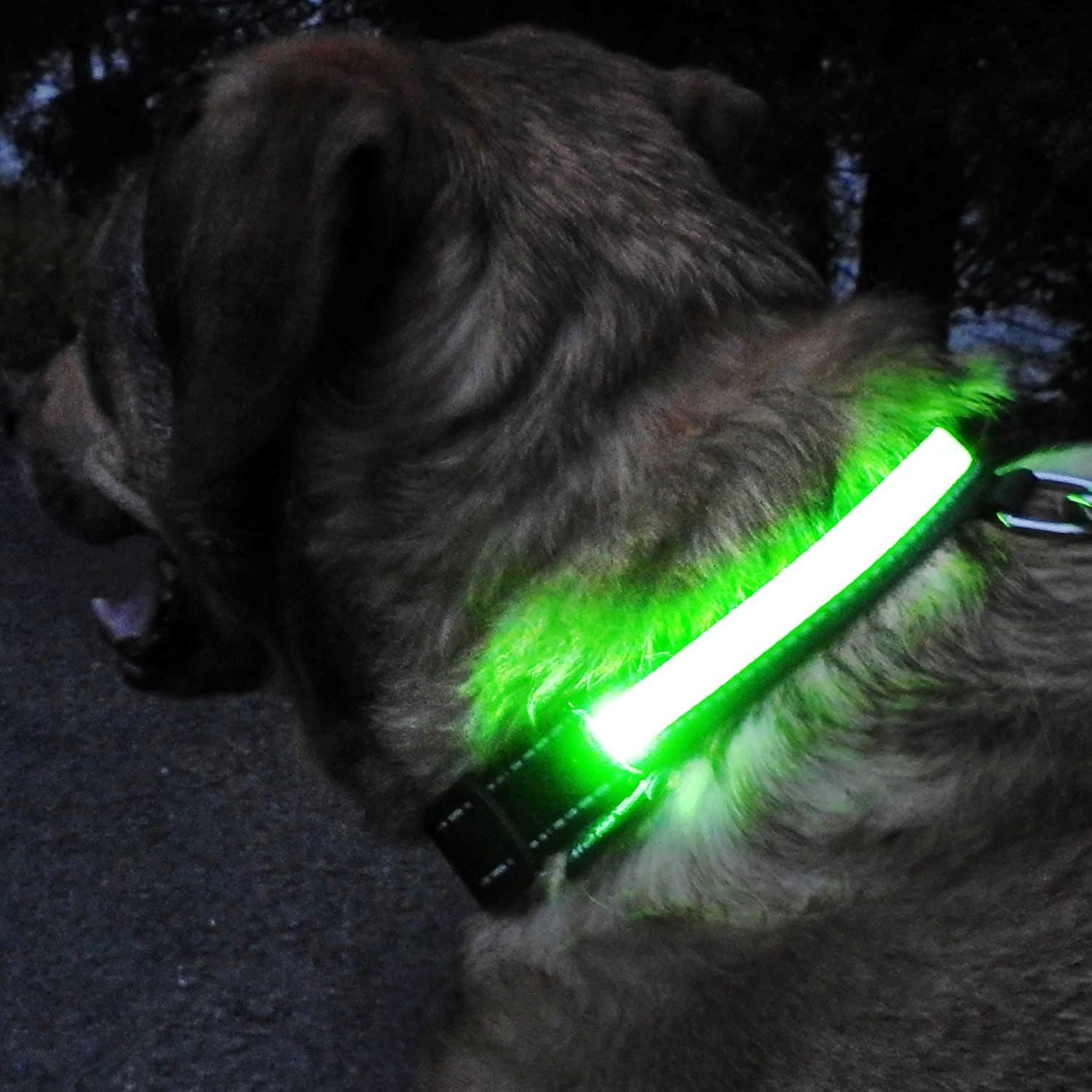 Collier Chien - LEDCollarDog™ - Vert - Ma Promenade avec Toutou