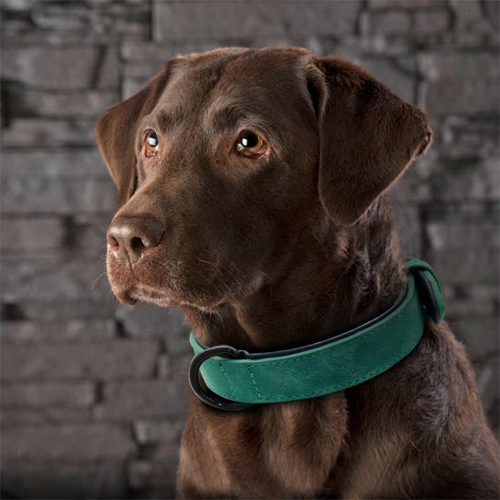 Collier chien - SimpleCuir™