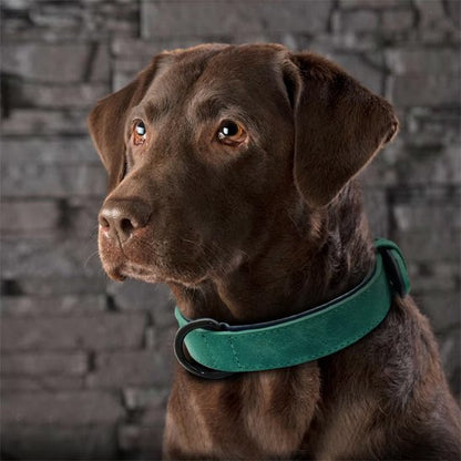 Collier chien - SimpleCuir™