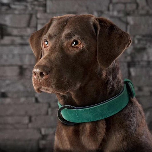 Collier chien - SimpleCuir™