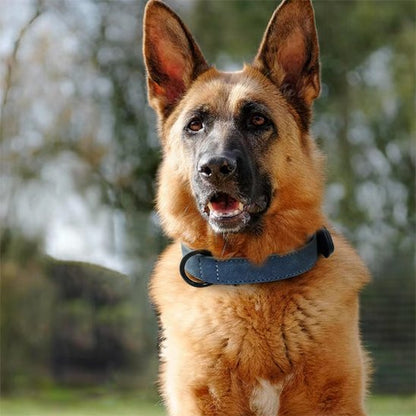 Collier chien - SimpleCuir™