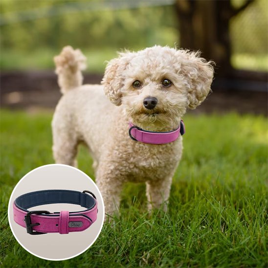 Collier chien - SimpleCuir™