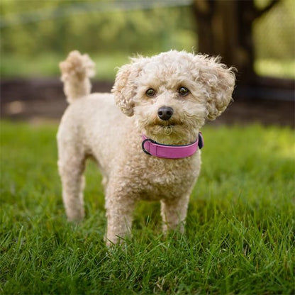Collier chien - SimpleCuir™