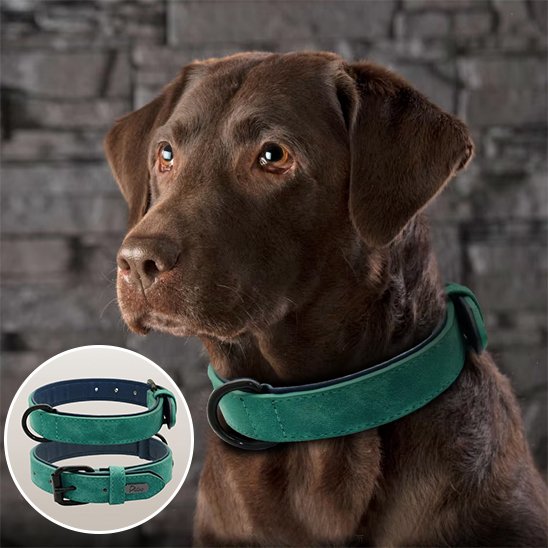 Collier chien - SimpleCuir™