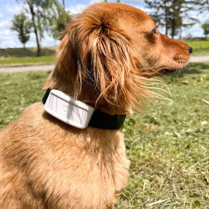 Collier GPS Chien - EasyFoundMe™