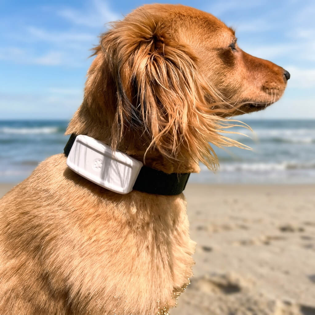 Collier GPS Chien - EasyFoundMe™