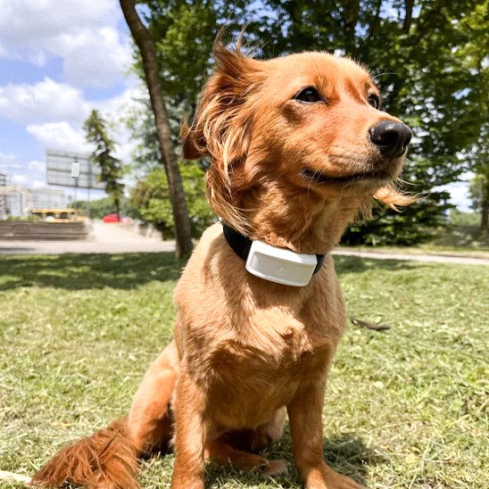 Collier GPS Chien - EasyFoundMe™