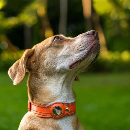 Collier GPS chien - EasyTrackDog™