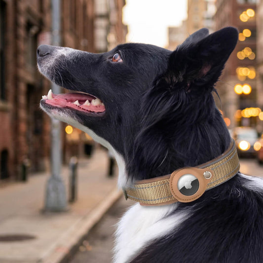 Collier GPS chien - EasyTrackDog™ avec Laisse