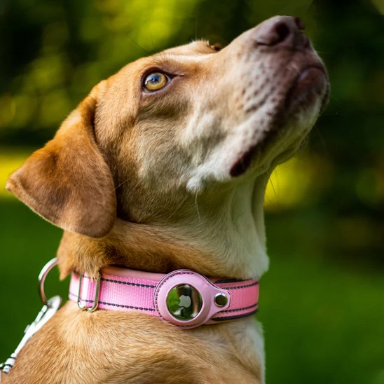 Collier GPS chien - EasyTrackDog™