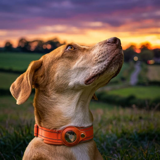 Collier GPS chien - EasyTrackDog™