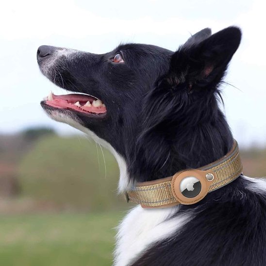 Collier GPS chien - EasyTrackDog™