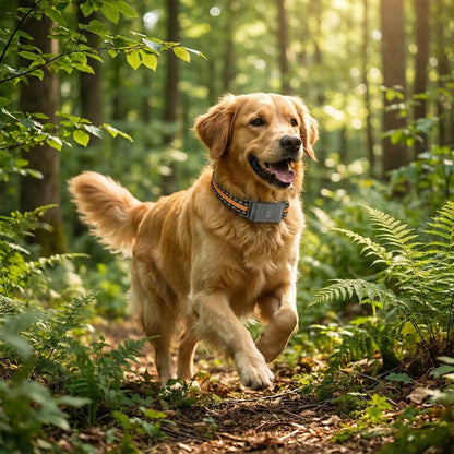 Collier GPS pour chien - SimpleFound™ - Ma Promenade avec Toutou