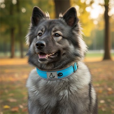 Collier pour Chien - ConfortTotal™