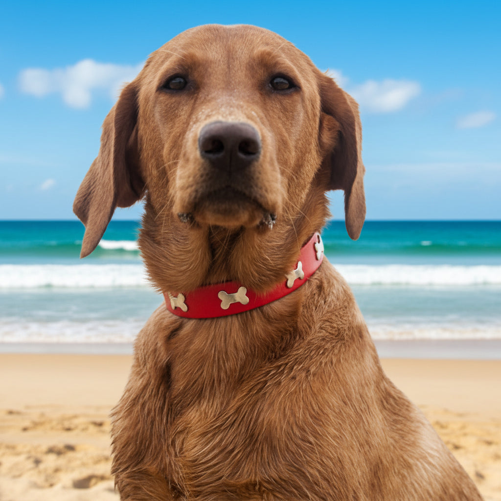Collier pour chien - TotalCuir™ - Ma Promenade avec Toutou
