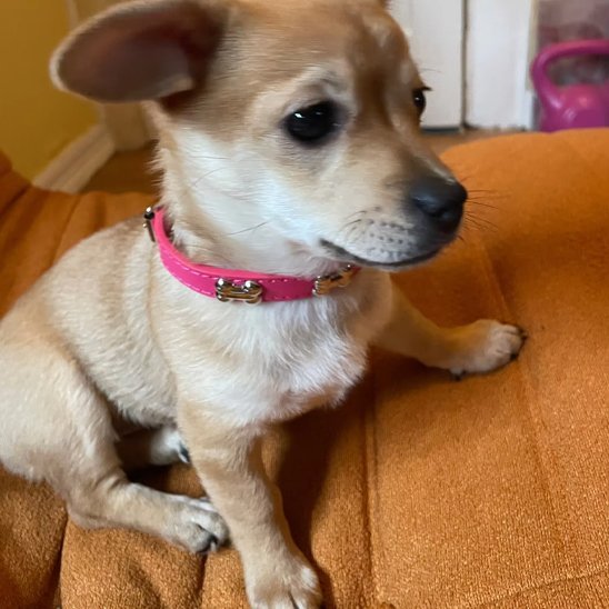 Collier pour chien - TotalCuir™ - Ma Promenade avec Toutou