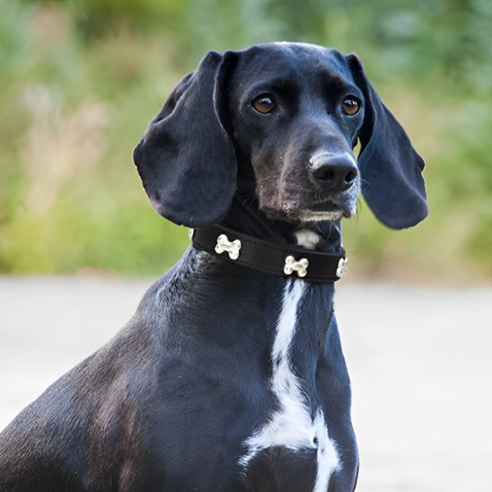 Collier pour chien - TotalCuir™ - Ma Promenade avec Toutou