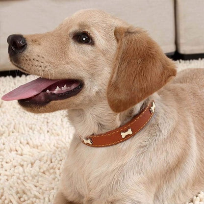 Collier pour chien - TotalCuir™ - Ma Promenade avec Toutou