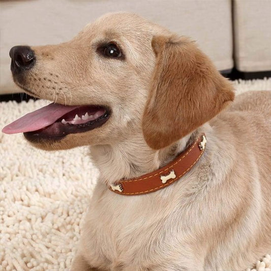 Collier pour chien - TotalCuir™ - Ma Promenade avec Toutou
