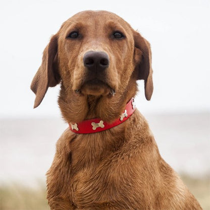 Collier pour chien - TotalCuir™