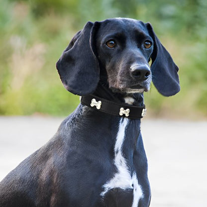 Collier pour chien - TotalCuir™