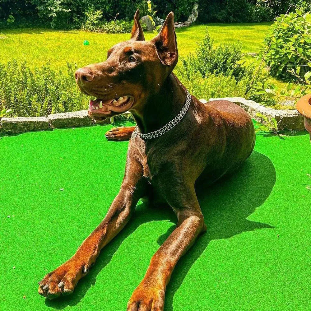 collier etrangleur chien - SimplyChain™