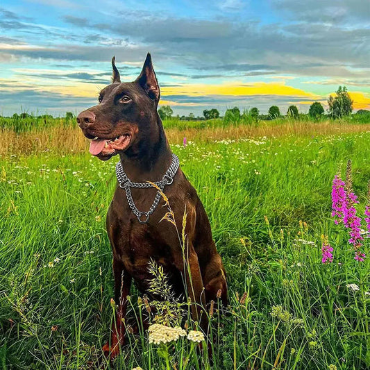 collier etrangleur chien - SimplyChain™