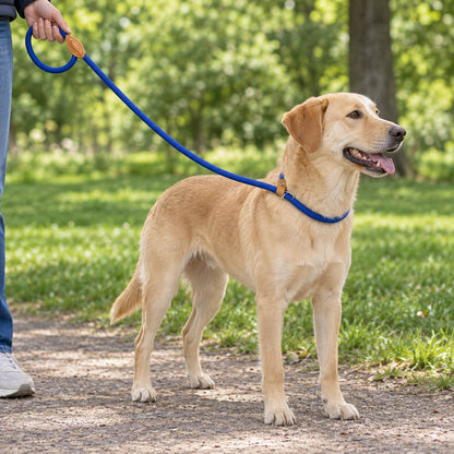 laisse chien lasso - EasyWalk™