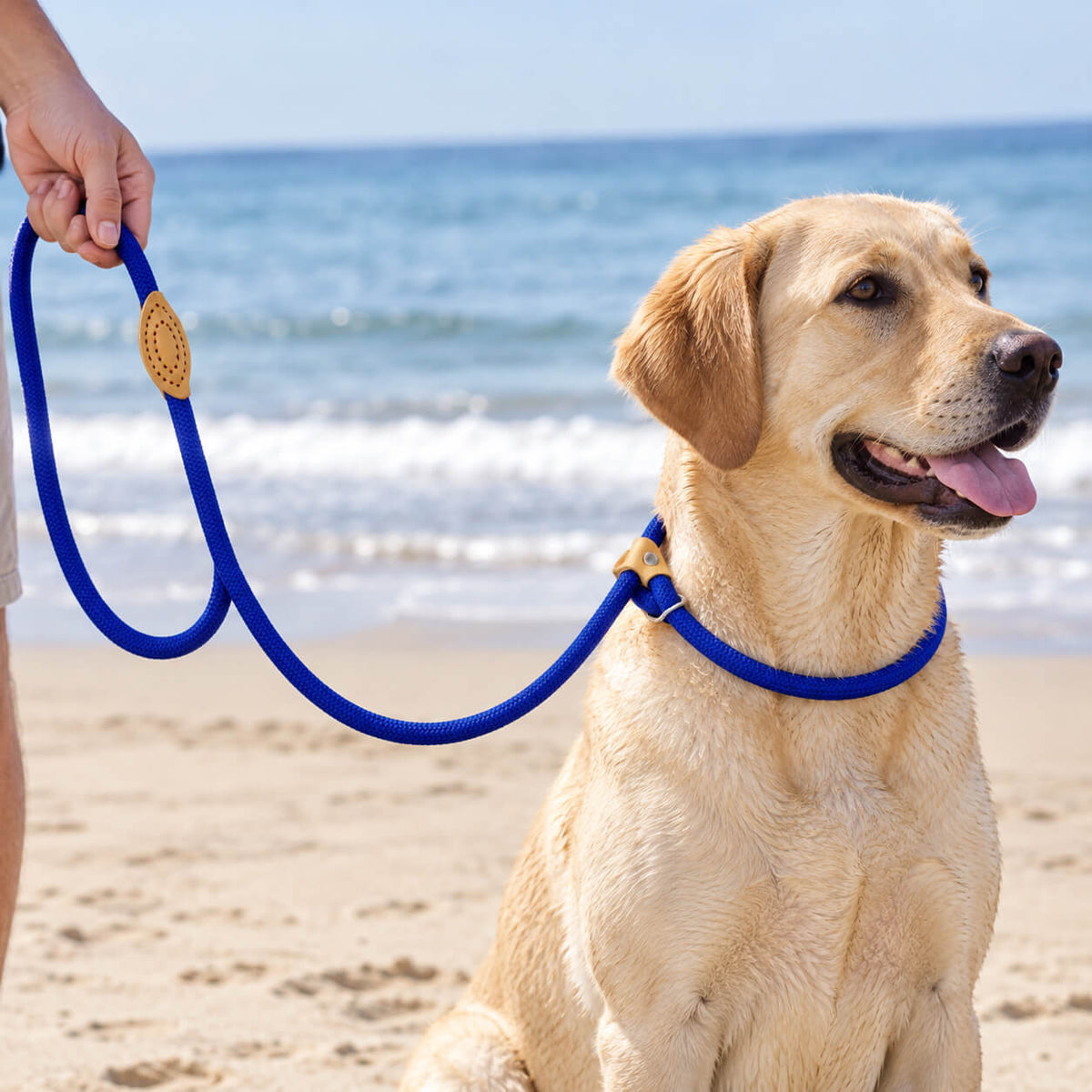 laisse chien lasso - EasyWalk™