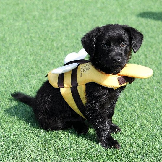 Gilet de sauvetage chien - BzzzDog™