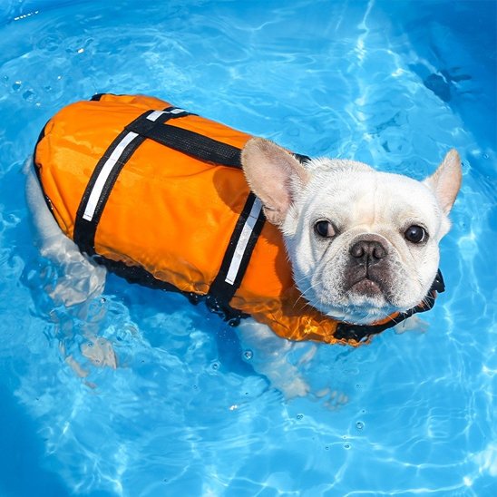 Gilet de sauvetage Chien - PerfectlySafe™