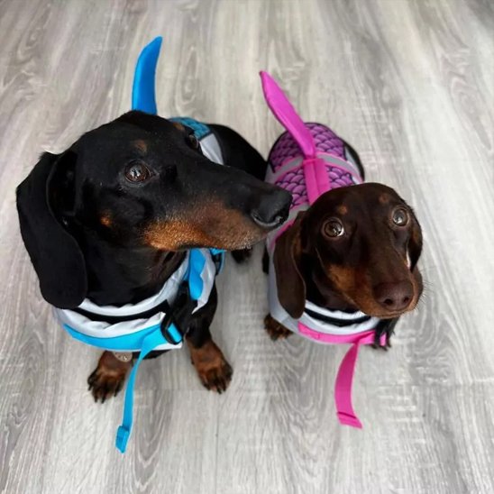 Gilet de sauvetage chien - SharkyDog™