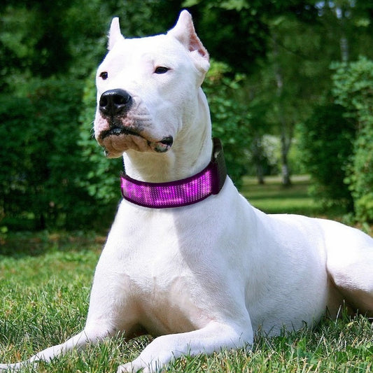 Collier lumineux chien - StunningLumos™