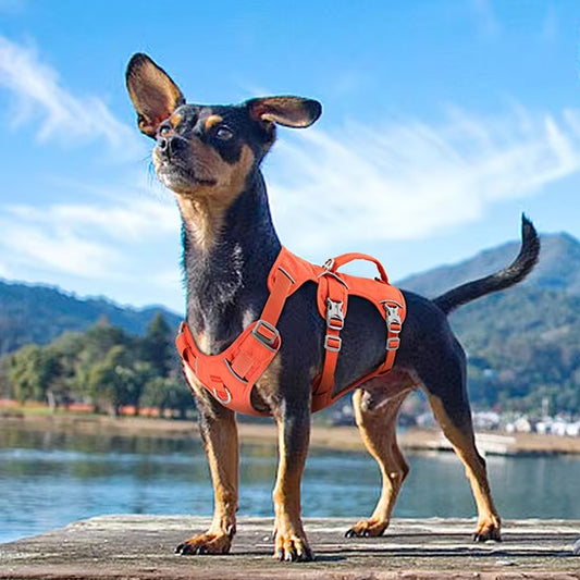 Harnais pour chien | TripleTreat™