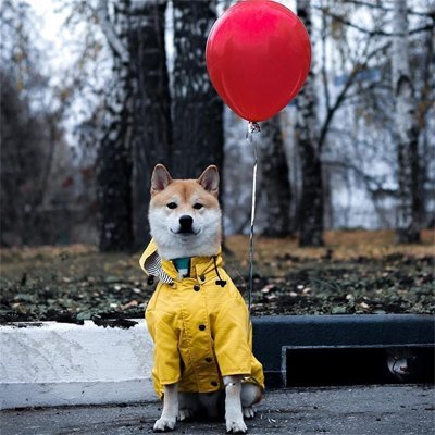 Imperméable pour chien - FearlessRainDog™ - Ma Promenade avec Toutou