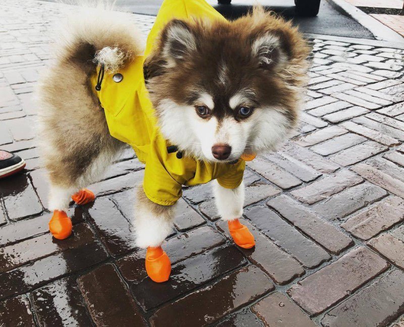 Imperméable pour chien - FearlessRainDog™ - Ma Promenade avec Toutou