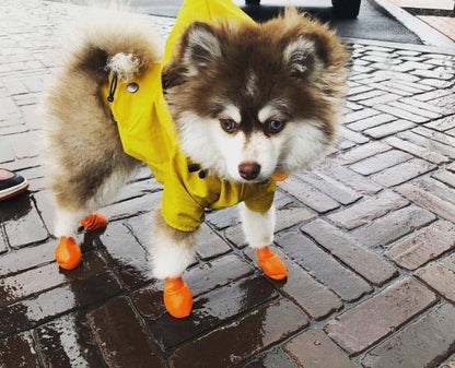 Imperméable pour chien - FearlessRainDog™ - Ma Promenade avec Toutou