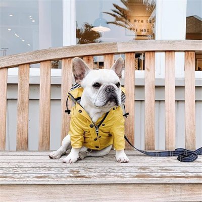Imperméable pour chien - FearlessRainDog™ - Ma Promenade avec Toutou