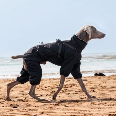 Imperméable pour chien - FullBodyProtect™ - Ma Promenade avec Toutou