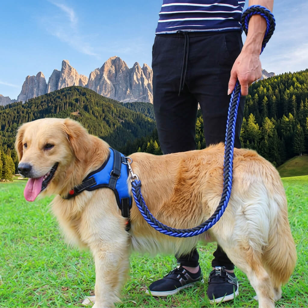 Laisse pour Chien - TorsadeSuprême™ a la montagne