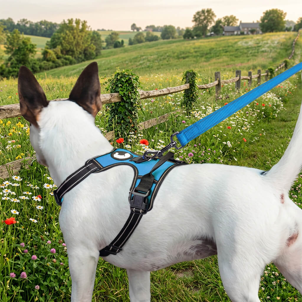 Laisse Chien extérieur - Magnifik-Laisse™ a la campagne