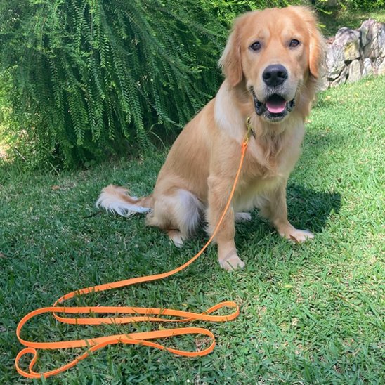 Longe pour chien - HoneyLeash™