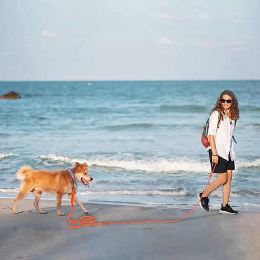 Longe pour chien - HoneyLeash™