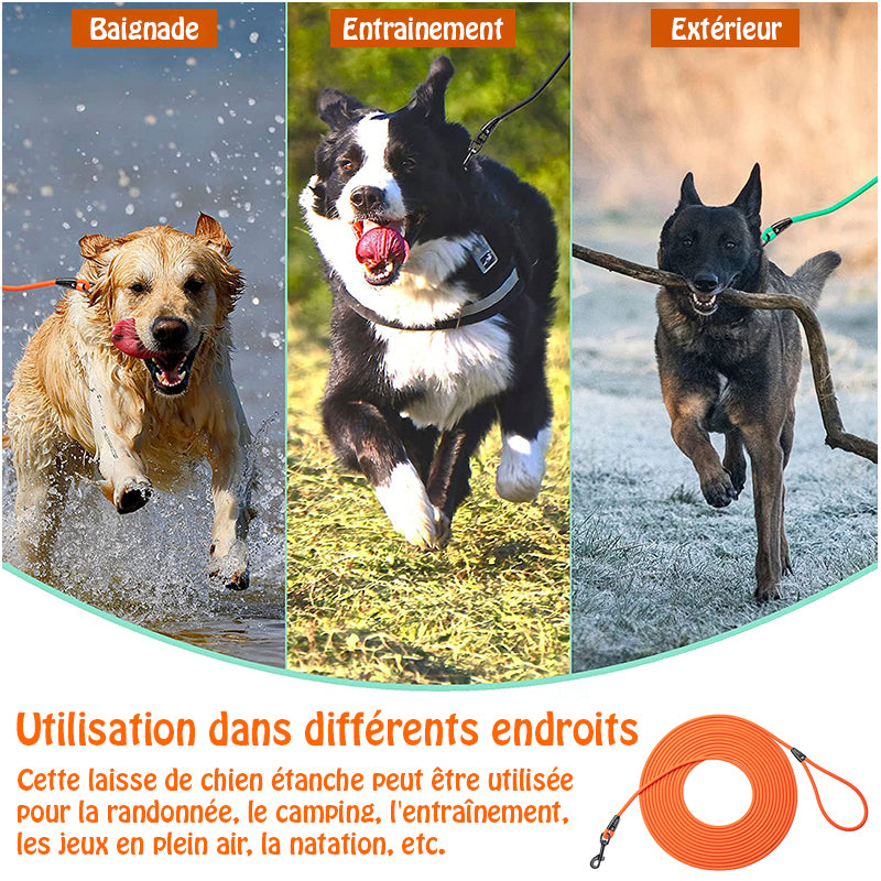 longe pour chien - EasyTrain™ - Orange utilisation multiple