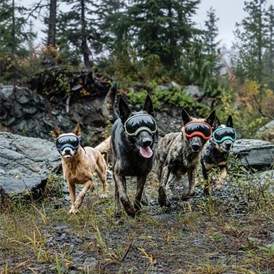 Lunette pour chien - AllTimeGoggle™